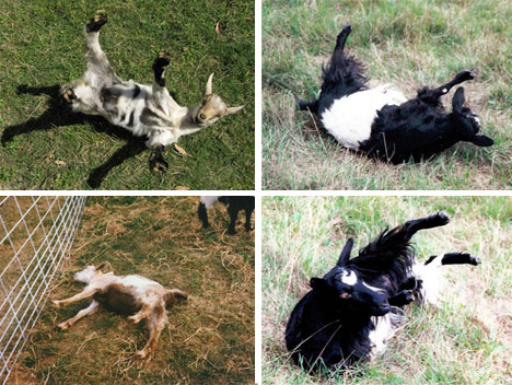 fainting-goats